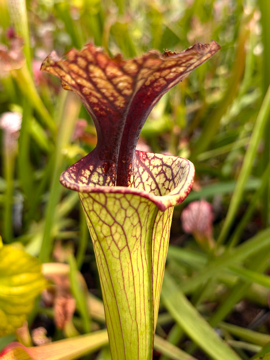 S.x moorei "Large splotch in throat"  H259 MK