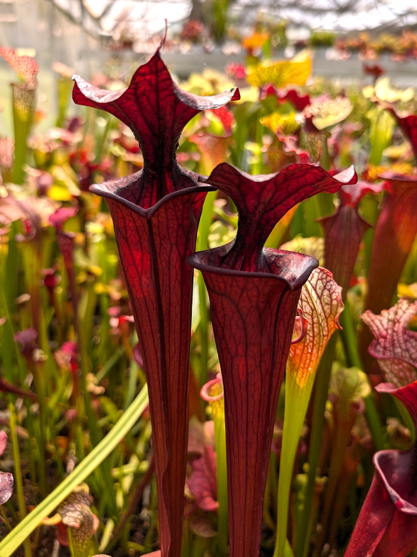 H2 GC Sarracenia "Black knight"
