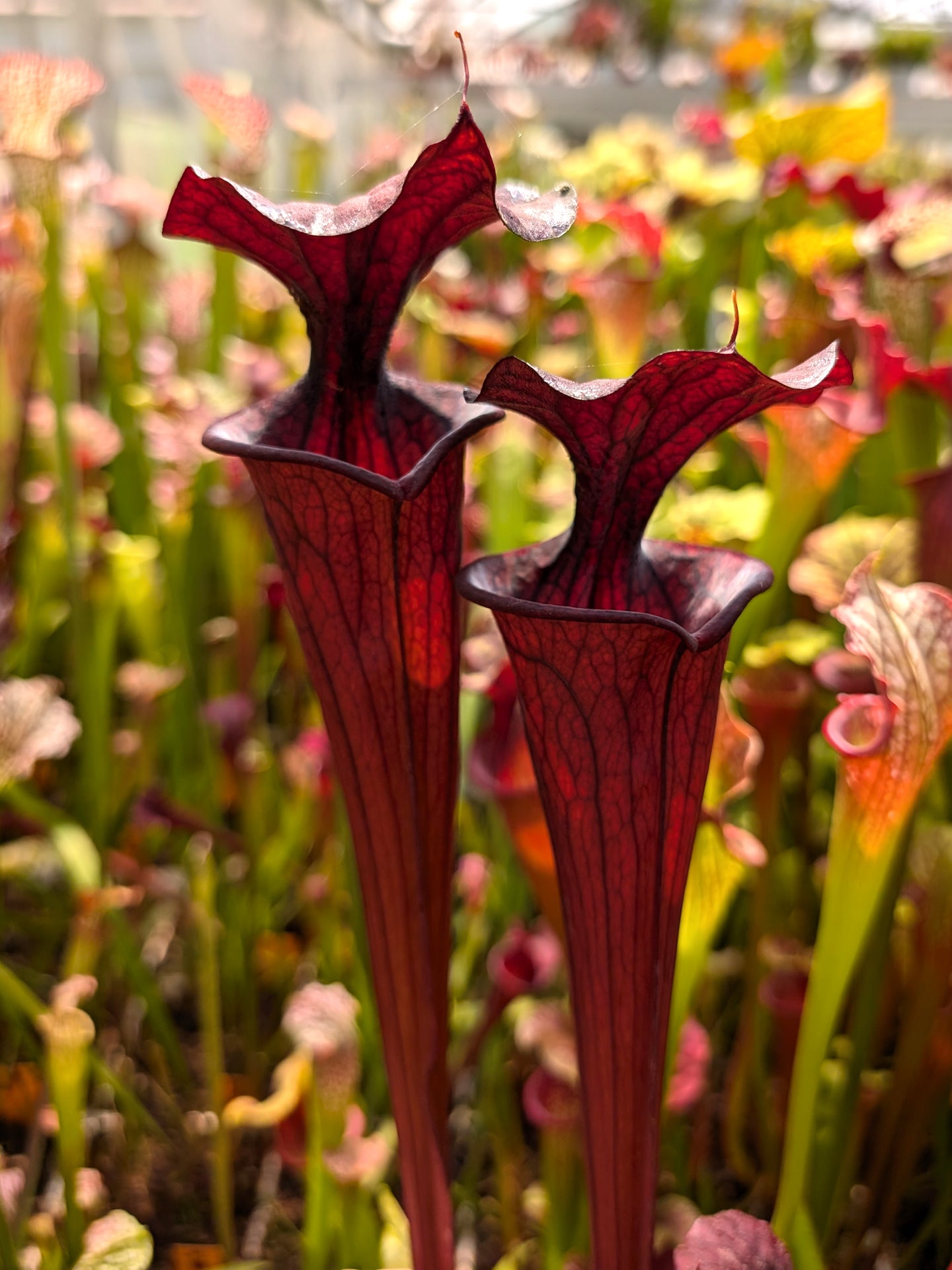 H2 GC Sarracenia "Black knight"