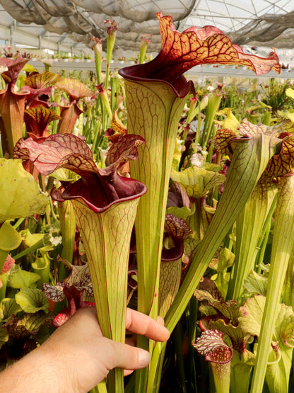 H36 Altair Oreophila x Leuco L3 Altair