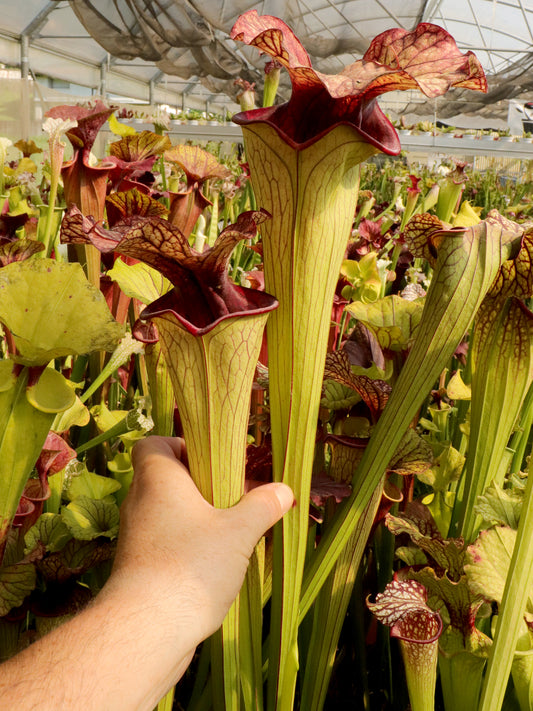 H36 Altair  Oreophila x Leuco L3 Altair