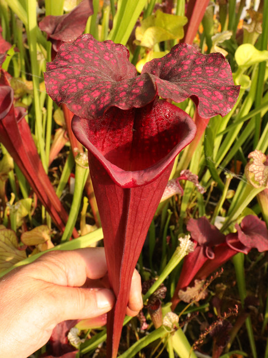 H38 GC  S.x moorei "Red Bull"