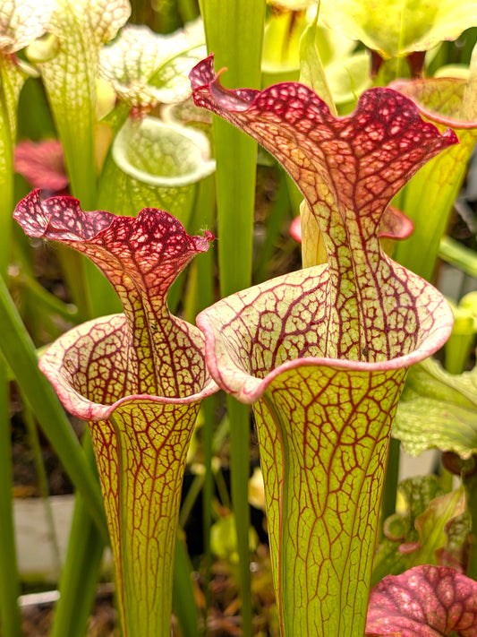 H64 GC S.x Moorei "Red veins"