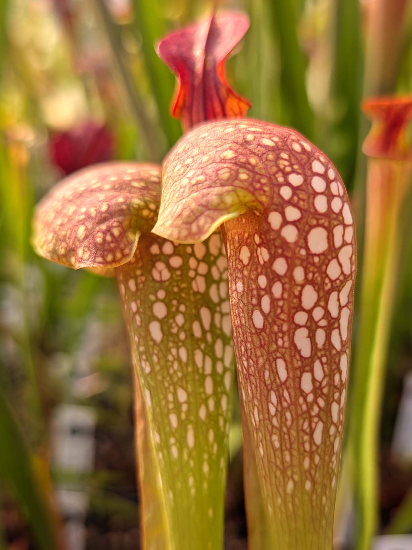 Sarracenia 'Judy' H65 MK