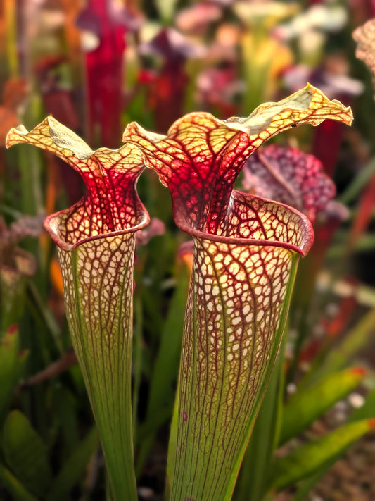 Sarracenia x moorei "Pinkish top"  H87 MK
