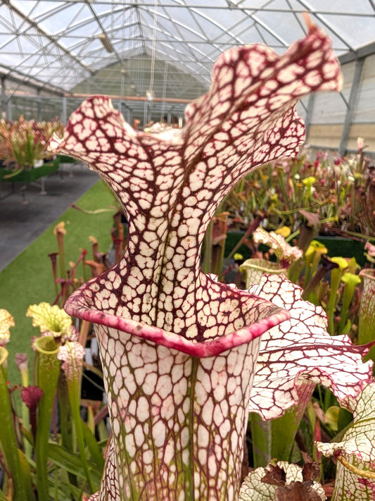 Sarracenia leuco x Adrian Slack  HA20 D  Srba