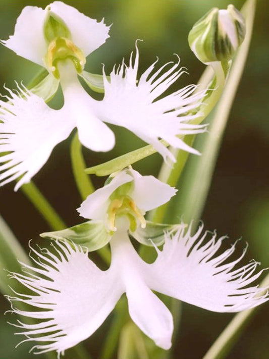 Habenaria radiata