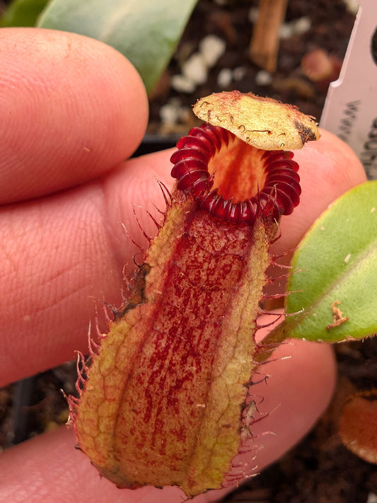 Nepenthes hamata x harryana  Yasuhide Nakagawa cross