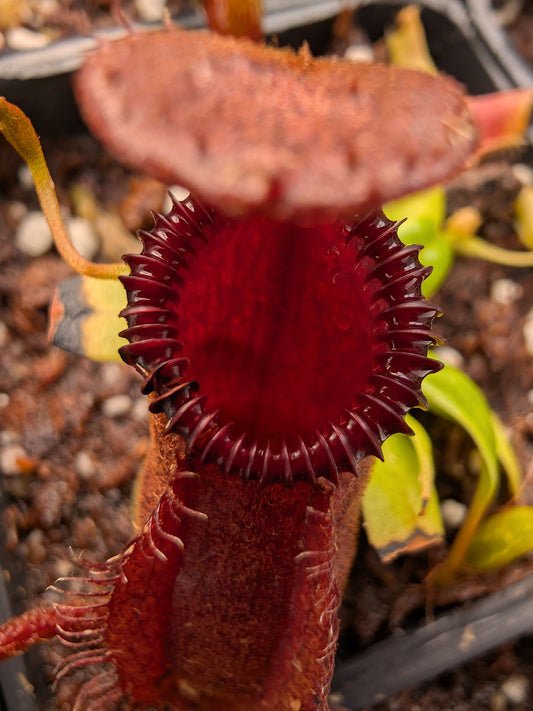Nepenthes hamata x villosa Kinabalu Yasuhide Nakagawa cross
