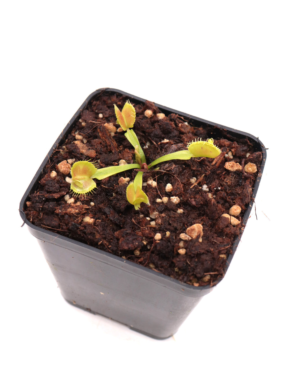 Dionaea muscipula 