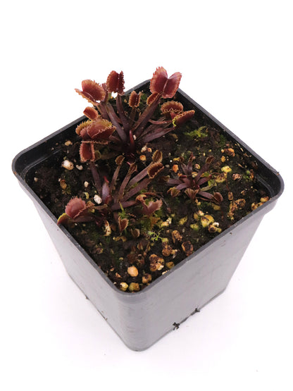 Dionaea muscipula "Hanny WTW"