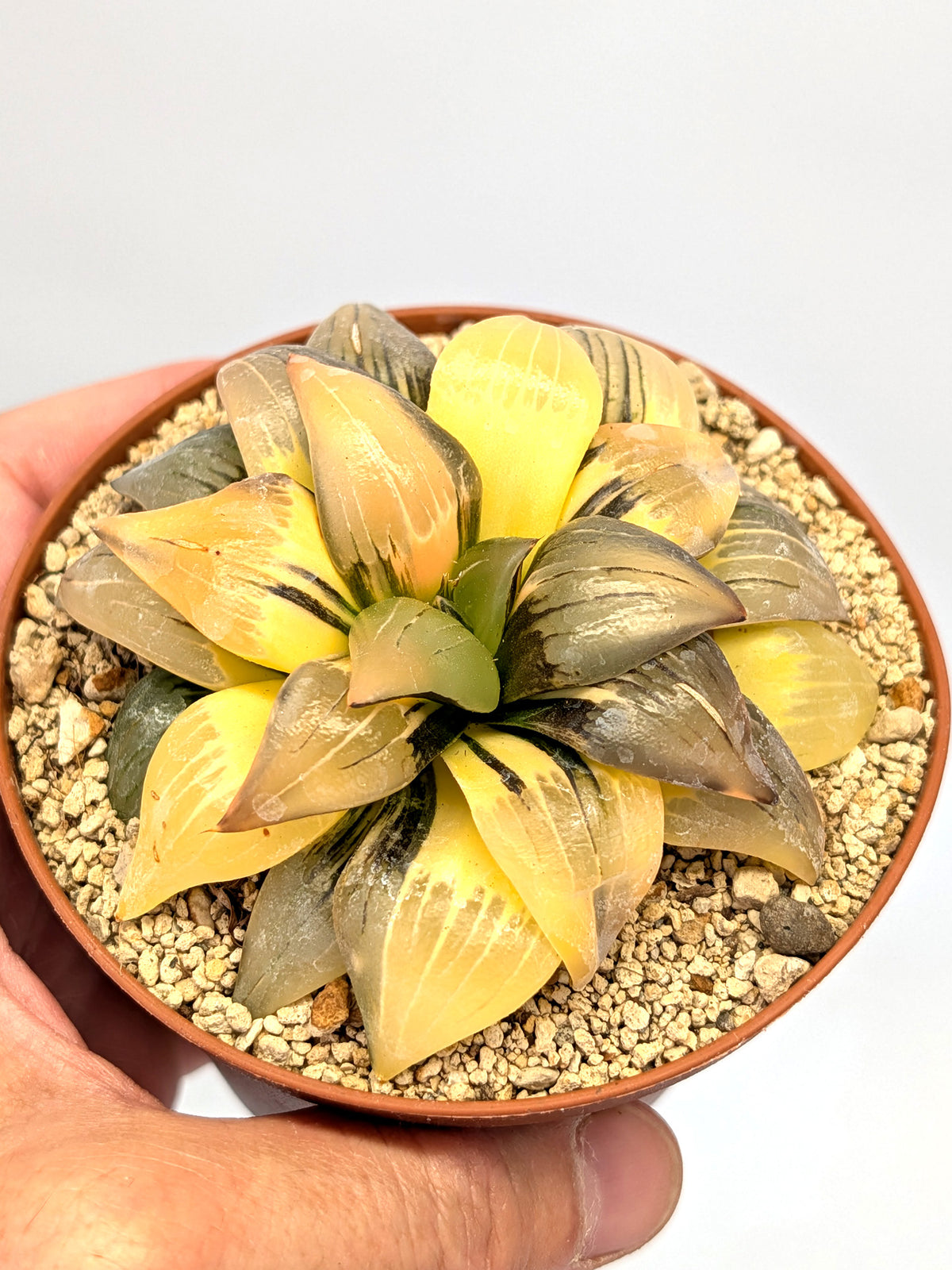 Haworthia atrofusca f. variegata