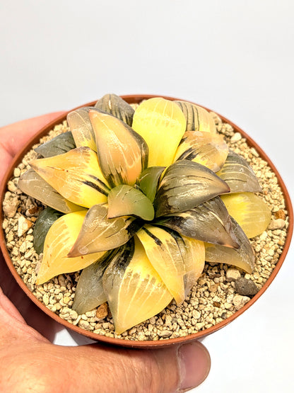 Haworthia atrofusca f. variegata
