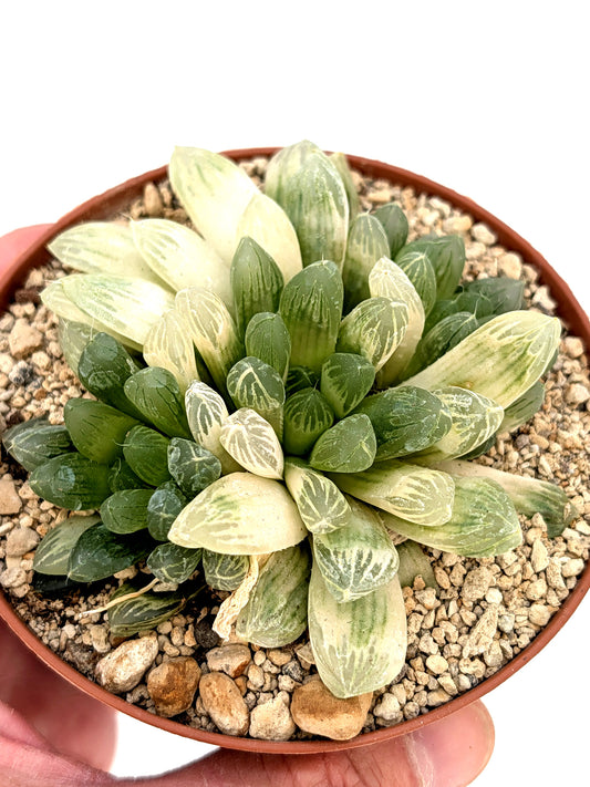 Haworthia cooperi v. leightonii