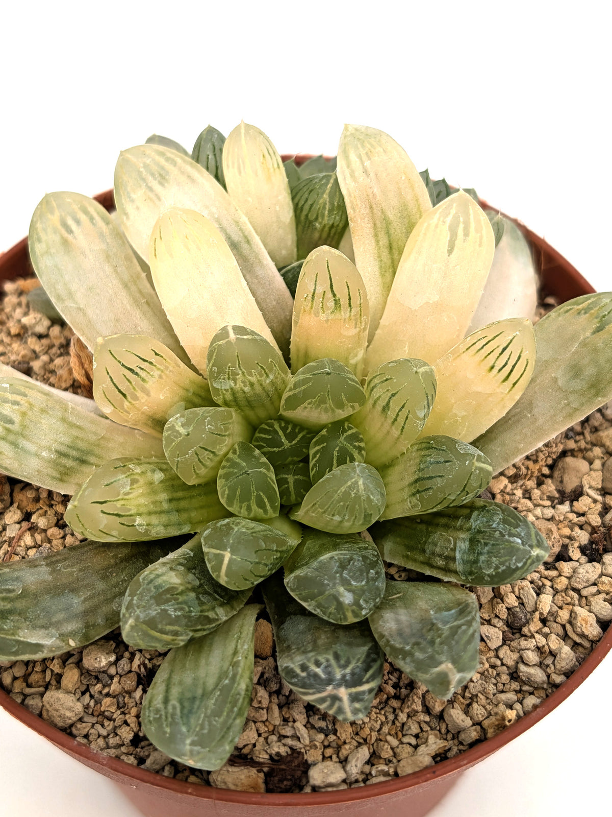 Haworthia cooperi v. leightonii
