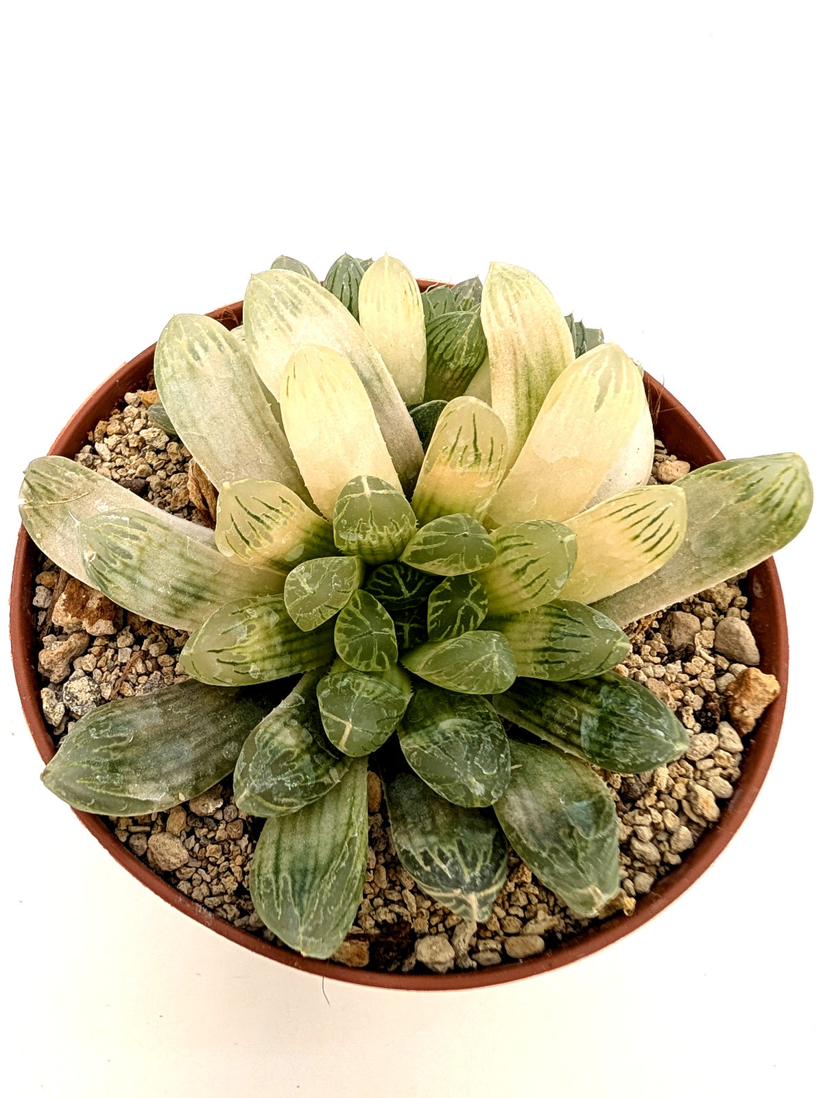 Haworthia cooperi v. leightonii
