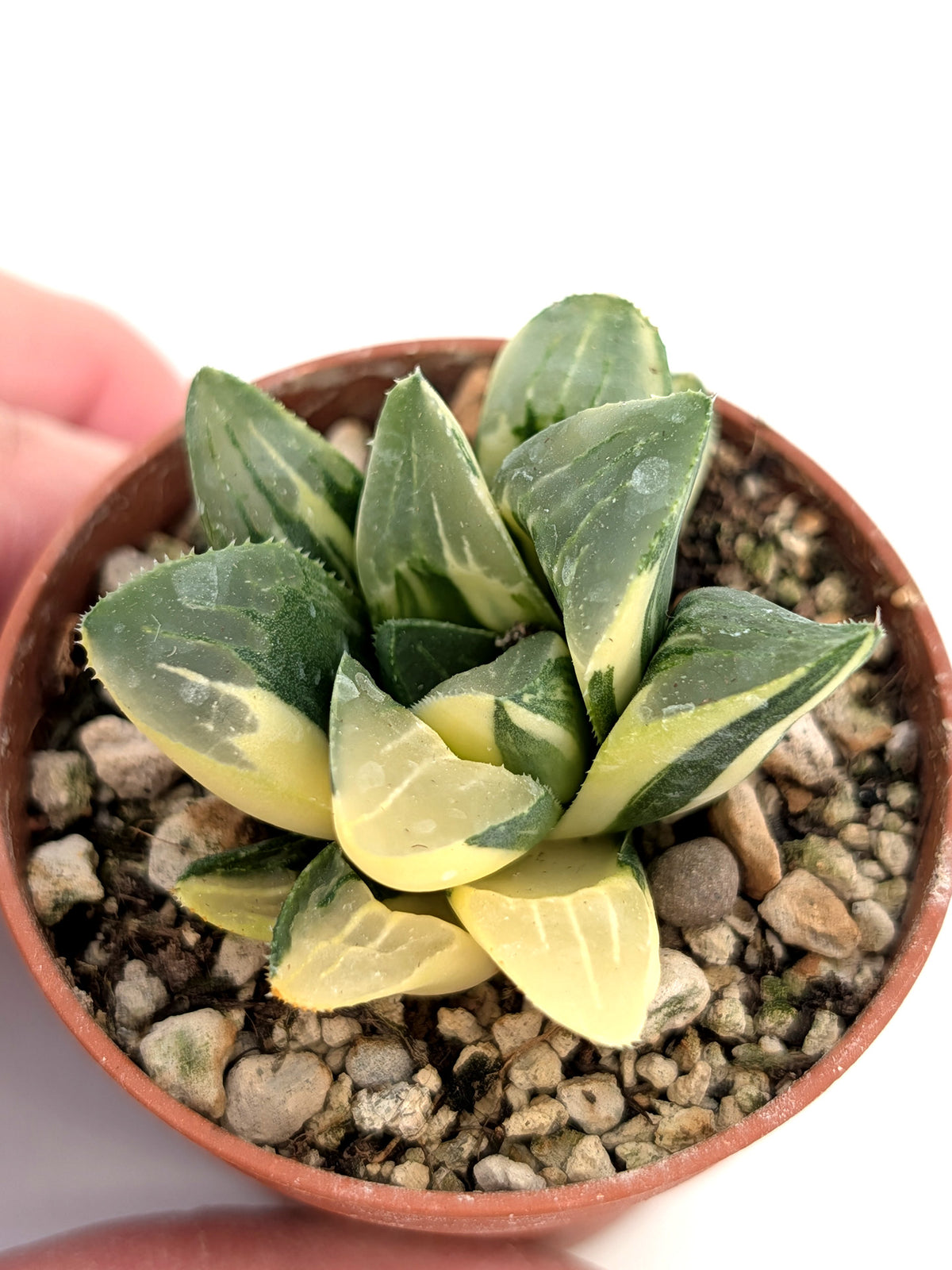 Haworthia hedelbergensis f. variegata