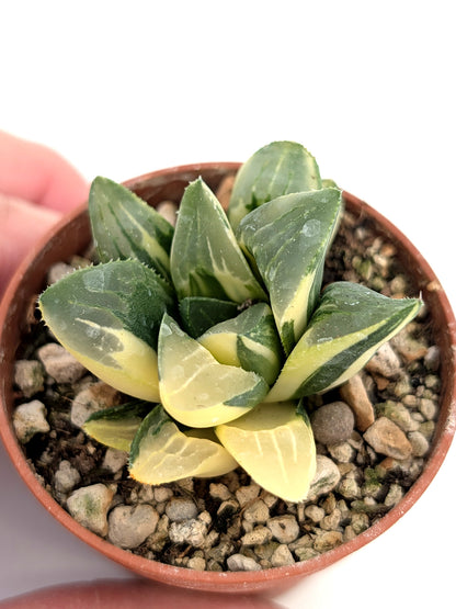 Haworthia hedelbergensis f. variegata