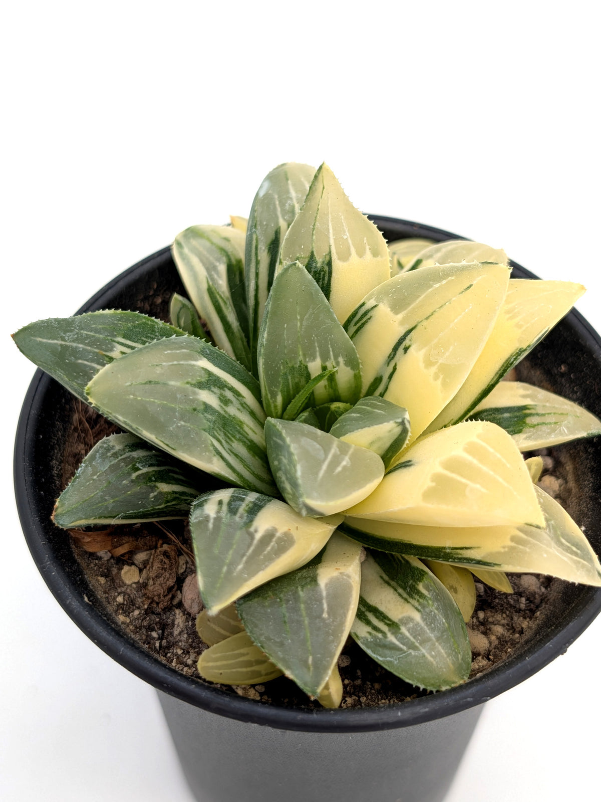 Haworthia hedelbergensis f. variegata