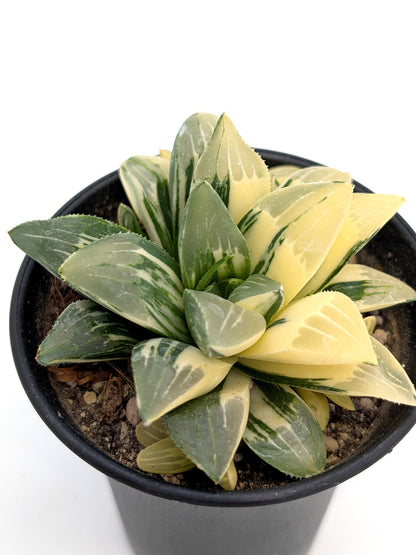Haworthia hedelbergensis f. variegata