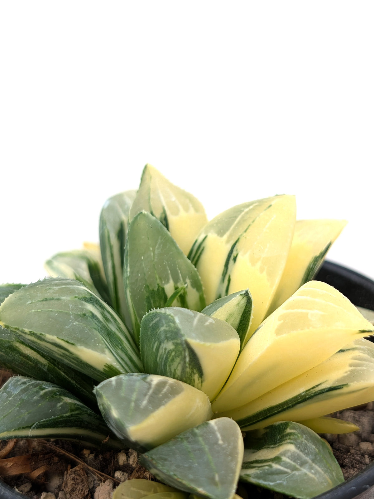 Haworthia hedelbergensis f. variegata