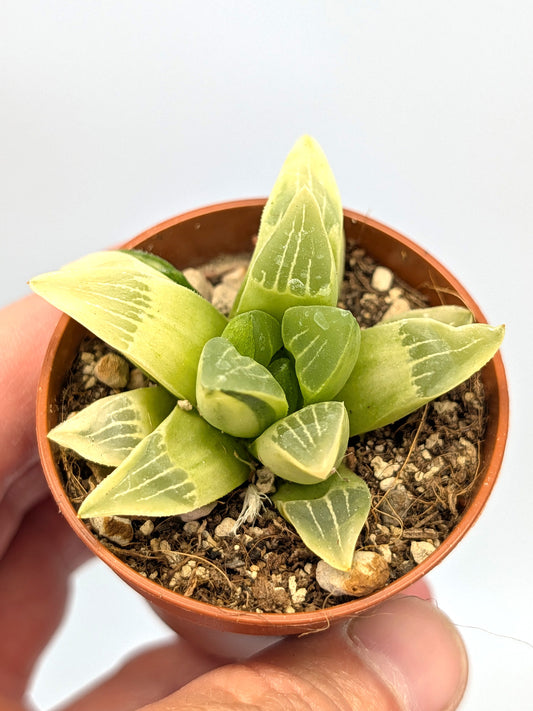 Haworthia mutica f. variegata