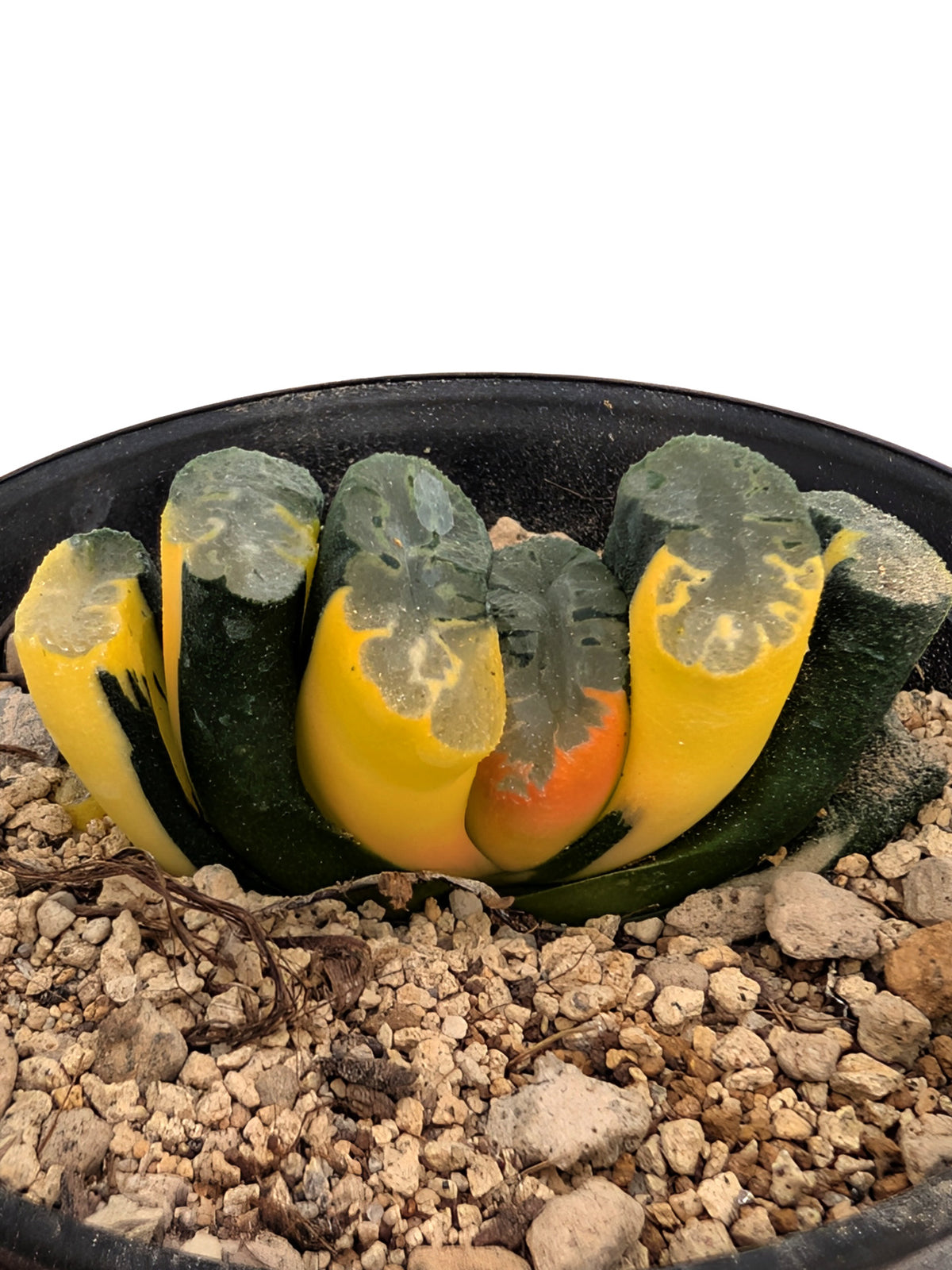 Haworthia truncata f. variegata
