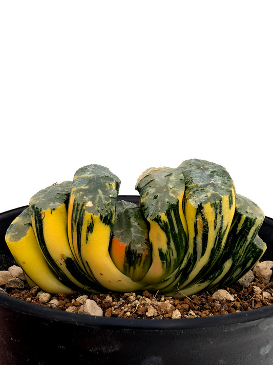Haworthia truncata f. variegata