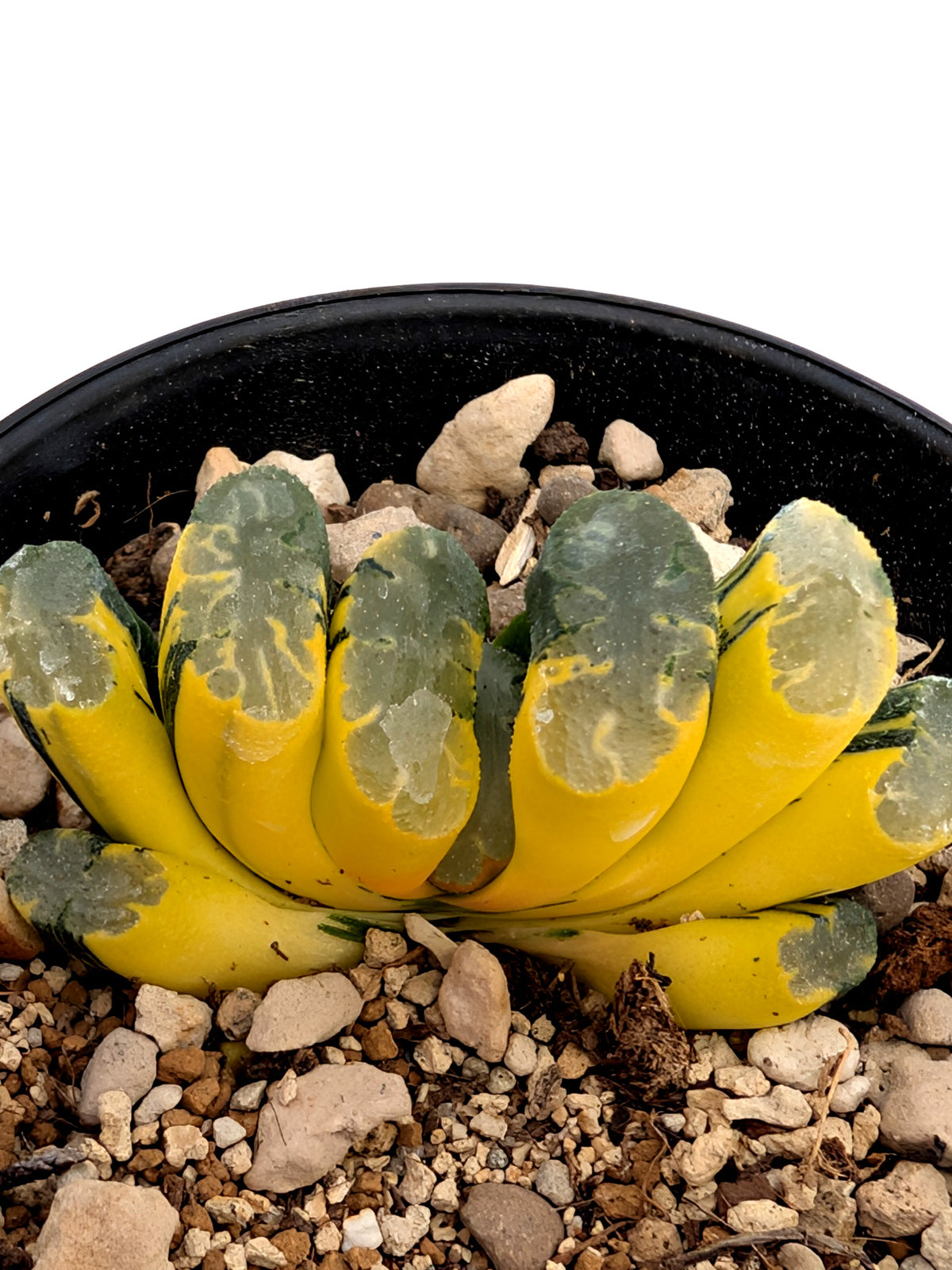 Haworthia truncata f. variegata