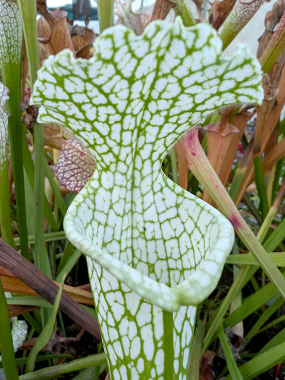 Sarracenia leucophylla Hurricane Creek White ExA #3
