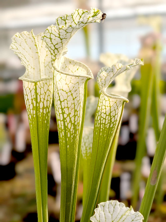 Sarracenia leucophylla HCW Seedgrown Klein