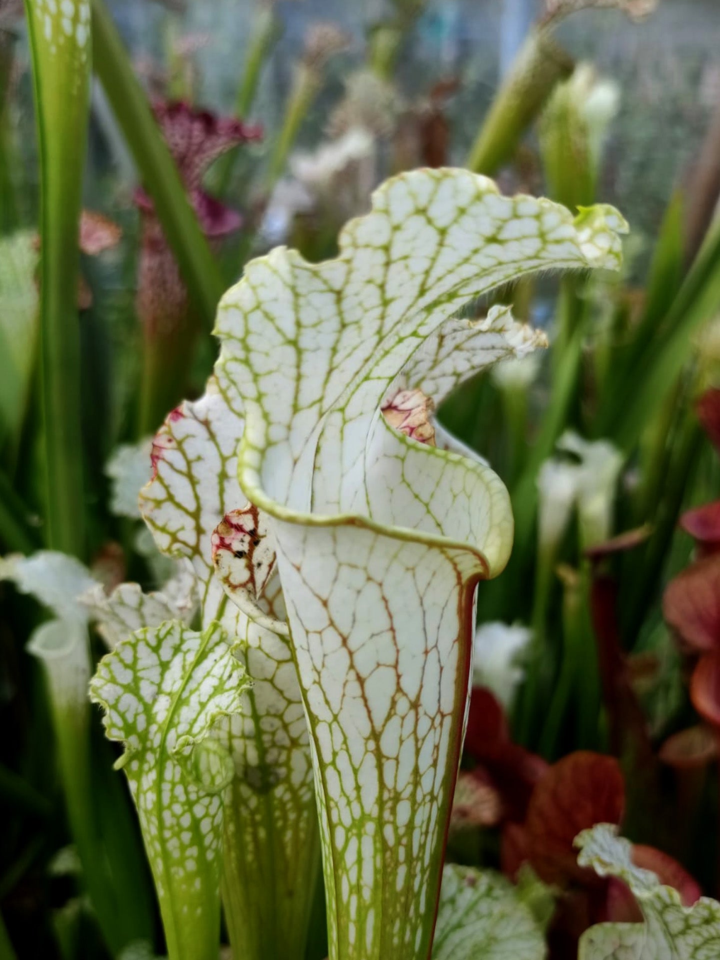 Sarracenia leucophylla HCW Seedgrown Klein