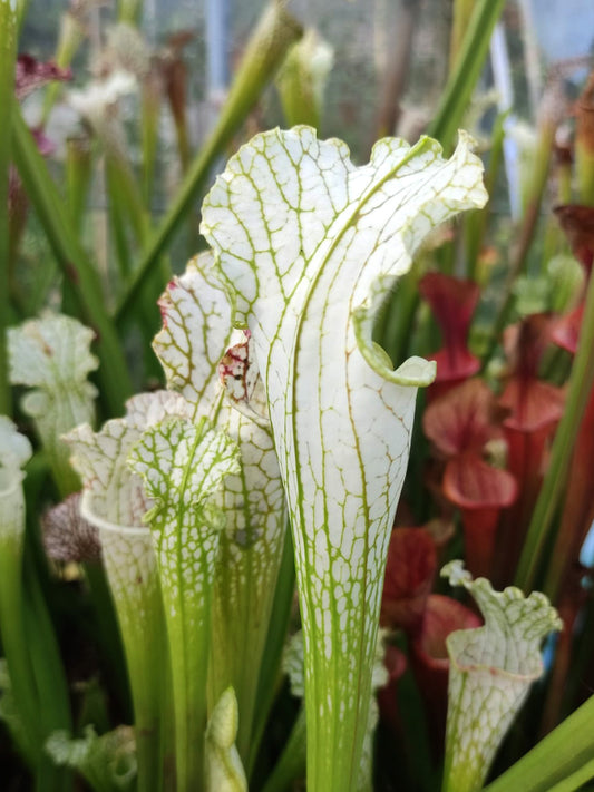Sarracenia leucophylla HCW Seedgrown Klein