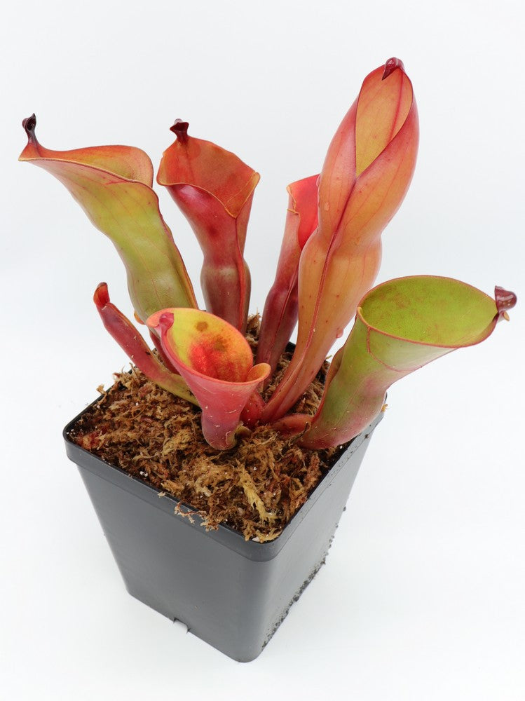 Heliamphora heterodoxa x ionasii