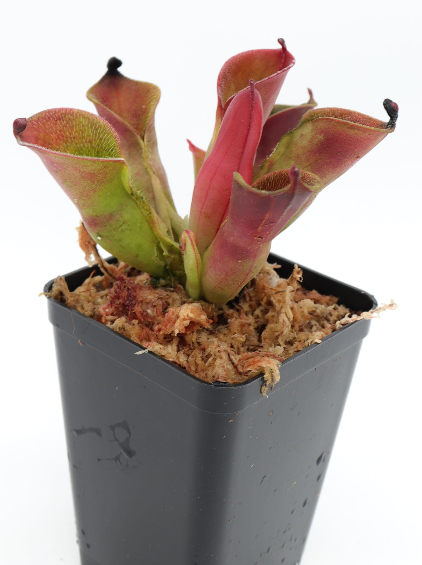 Heliamphora pulchella  Churi Tepui, Venezuela