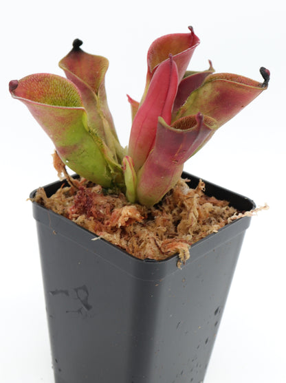 Heliamphora pulchella  Churi Tepui, Venezuela