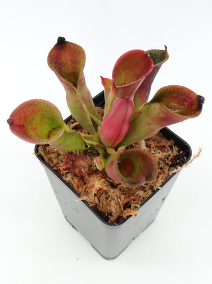 Heliamphora pulchella  Churi Tepui, Venezuela