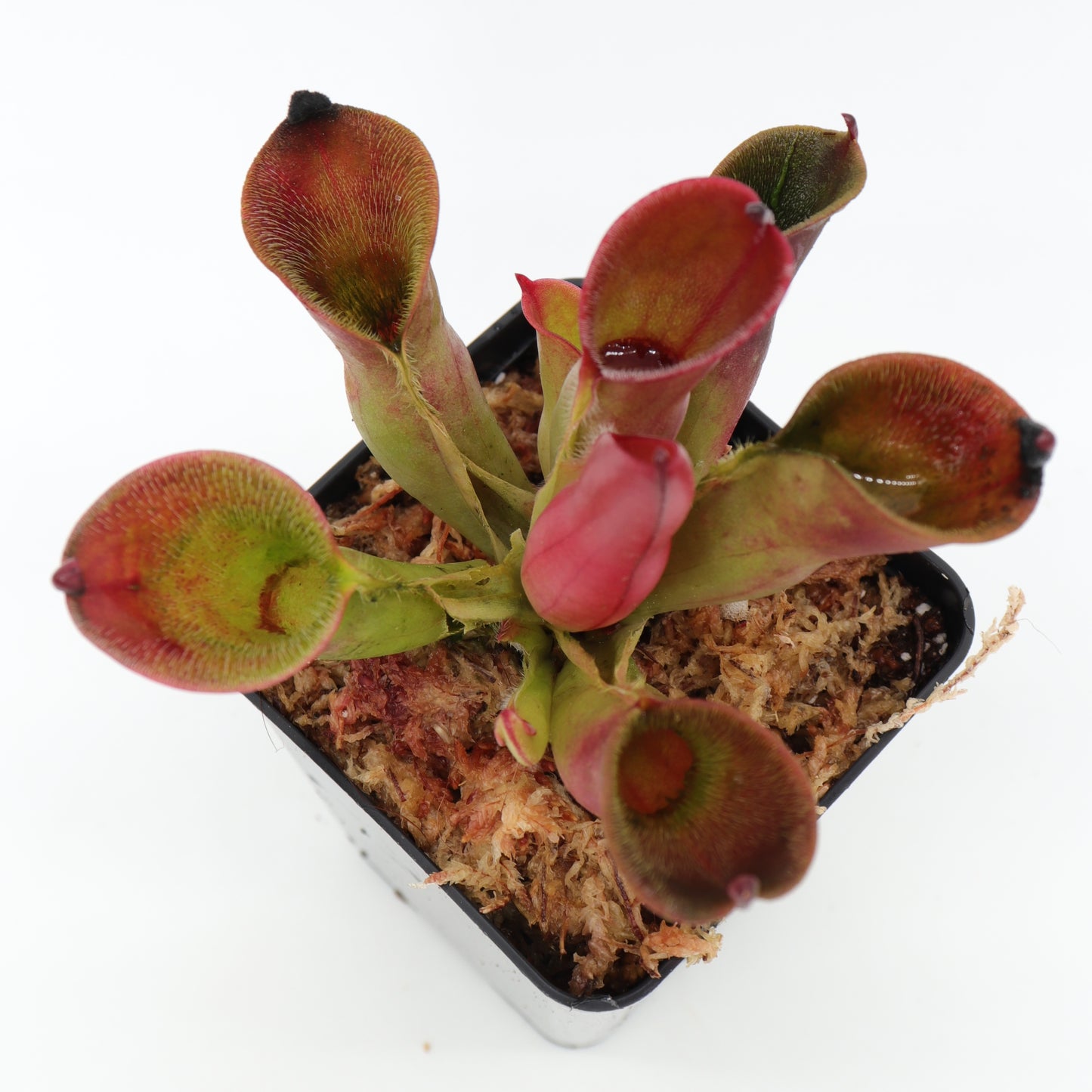 Heliamphora pulchella  Churi Tepui, Venezuela