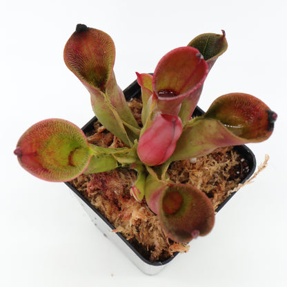 Heliamphora pulchella  Churi Tepui, Venezuela