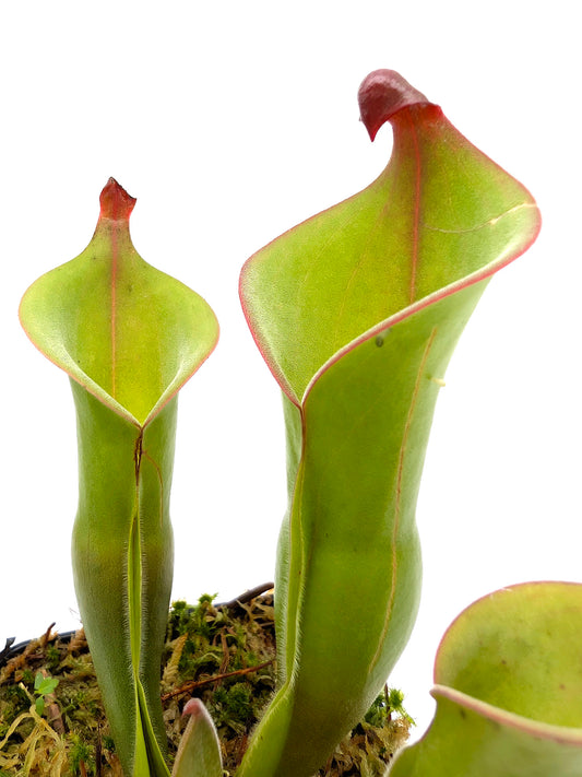 Heliamphora 'Cyclops'