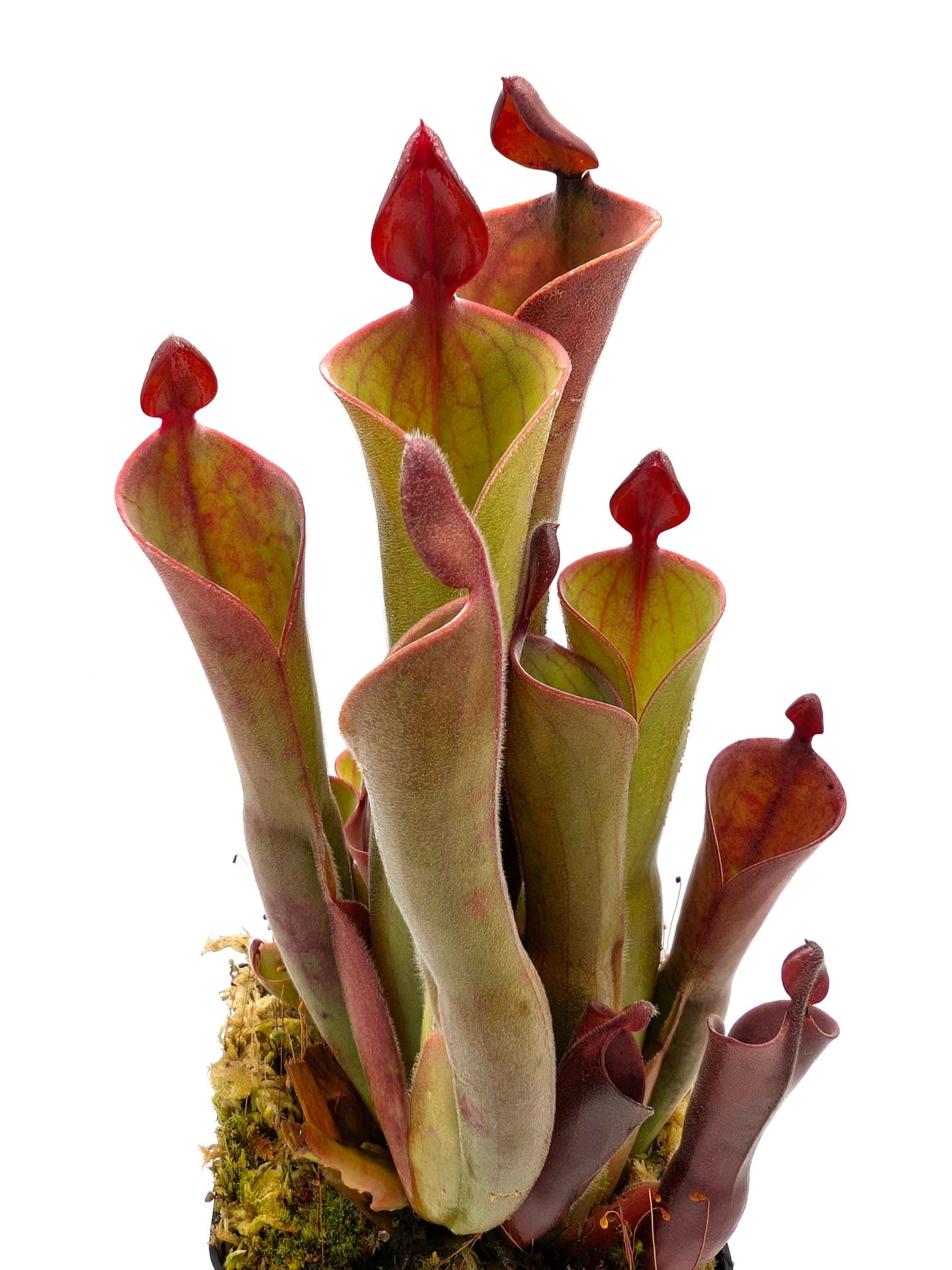 Heliamphora parva Cerro Neblina, Venezuela L – Giardino Carnivoro