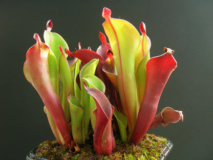 Heliamphora chimantensis  Chimanta, Venezuela