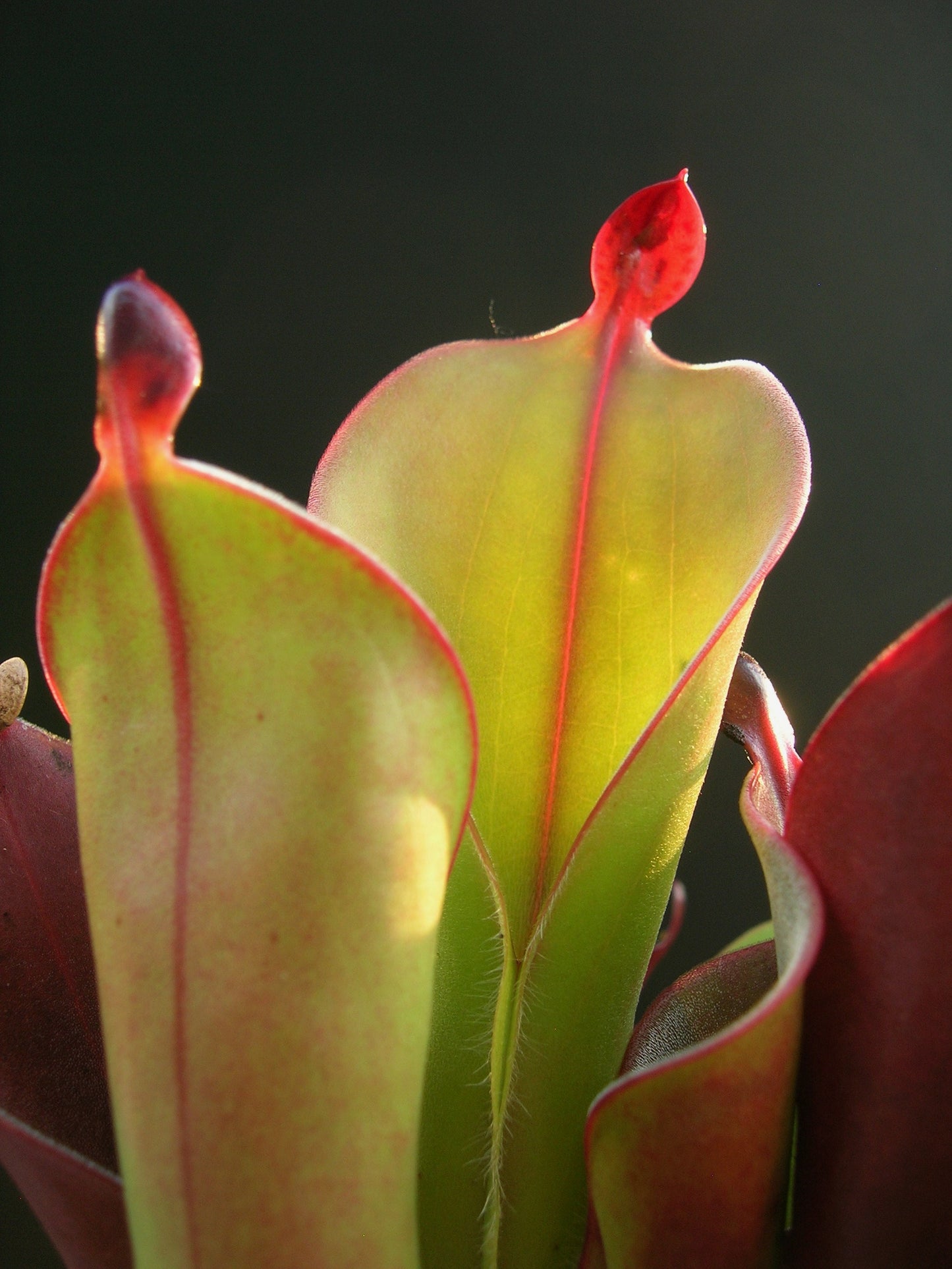 Heliamphora chimantensis  Chimanta, Venezuela