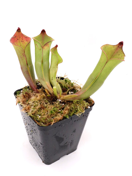 Heliamphora hill Foothills Testigos
