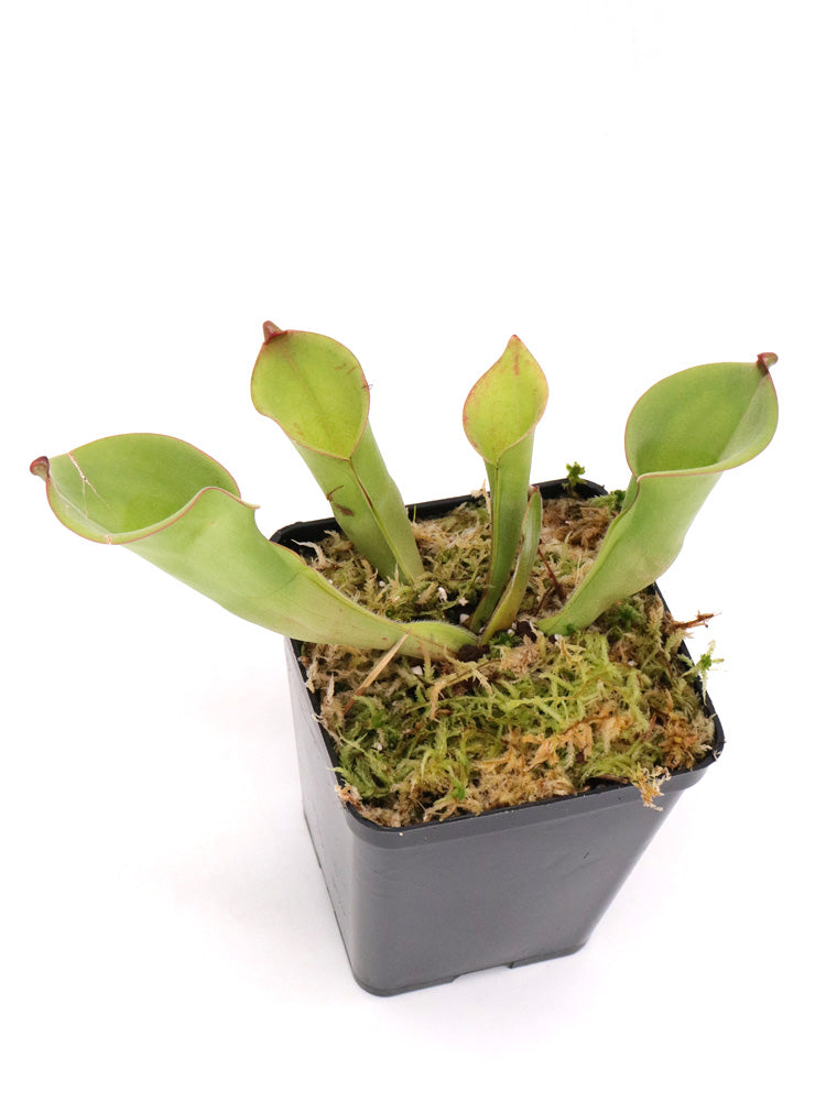 Heliamphora hill Foothills Testigos