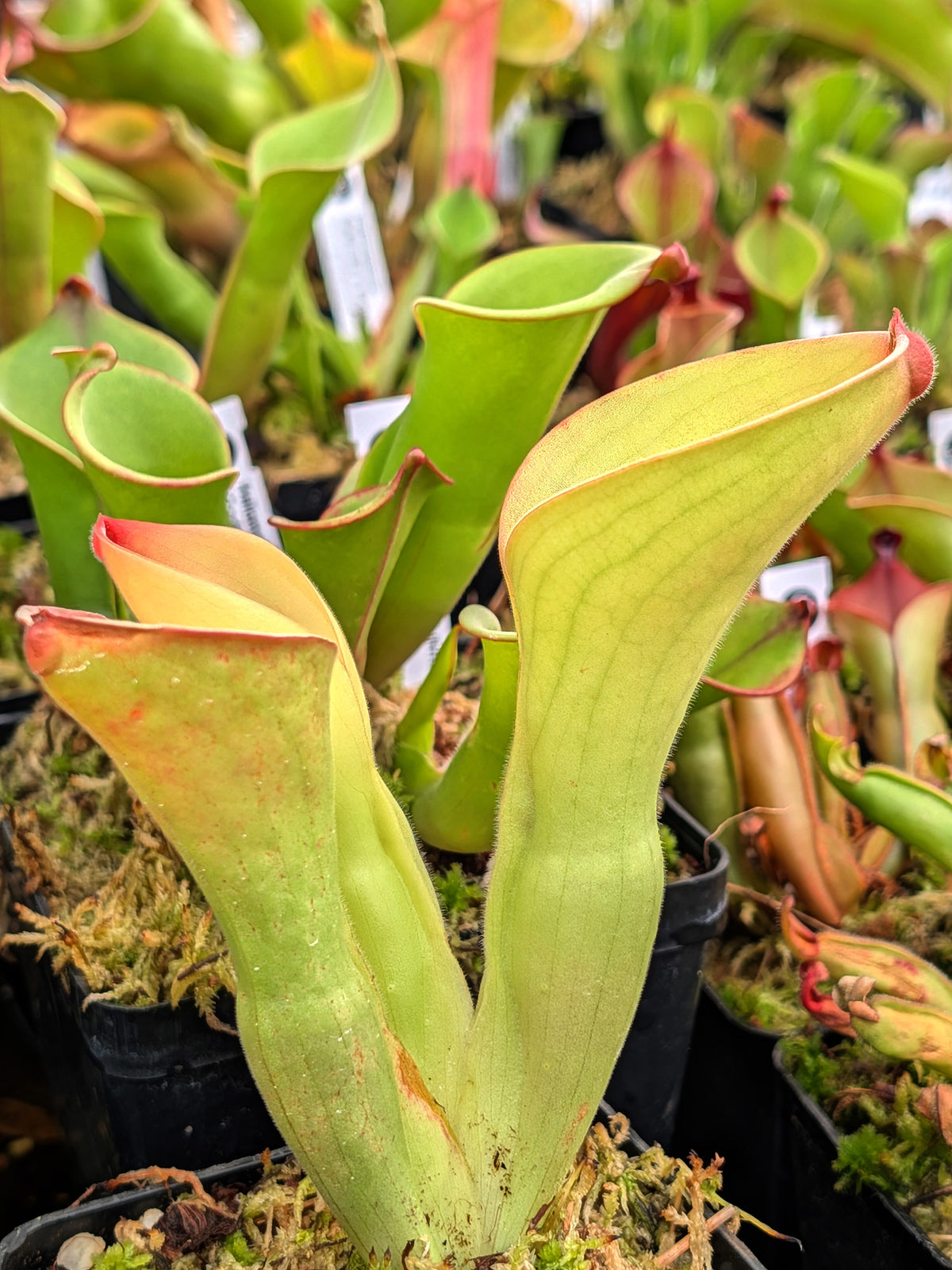 Heliamphora exappendiculata "Big Bubble" Aprada Tepui