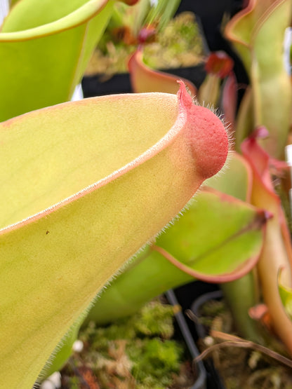 Heliamphora exappendiculata "Big Bubble" Aprada Tepui