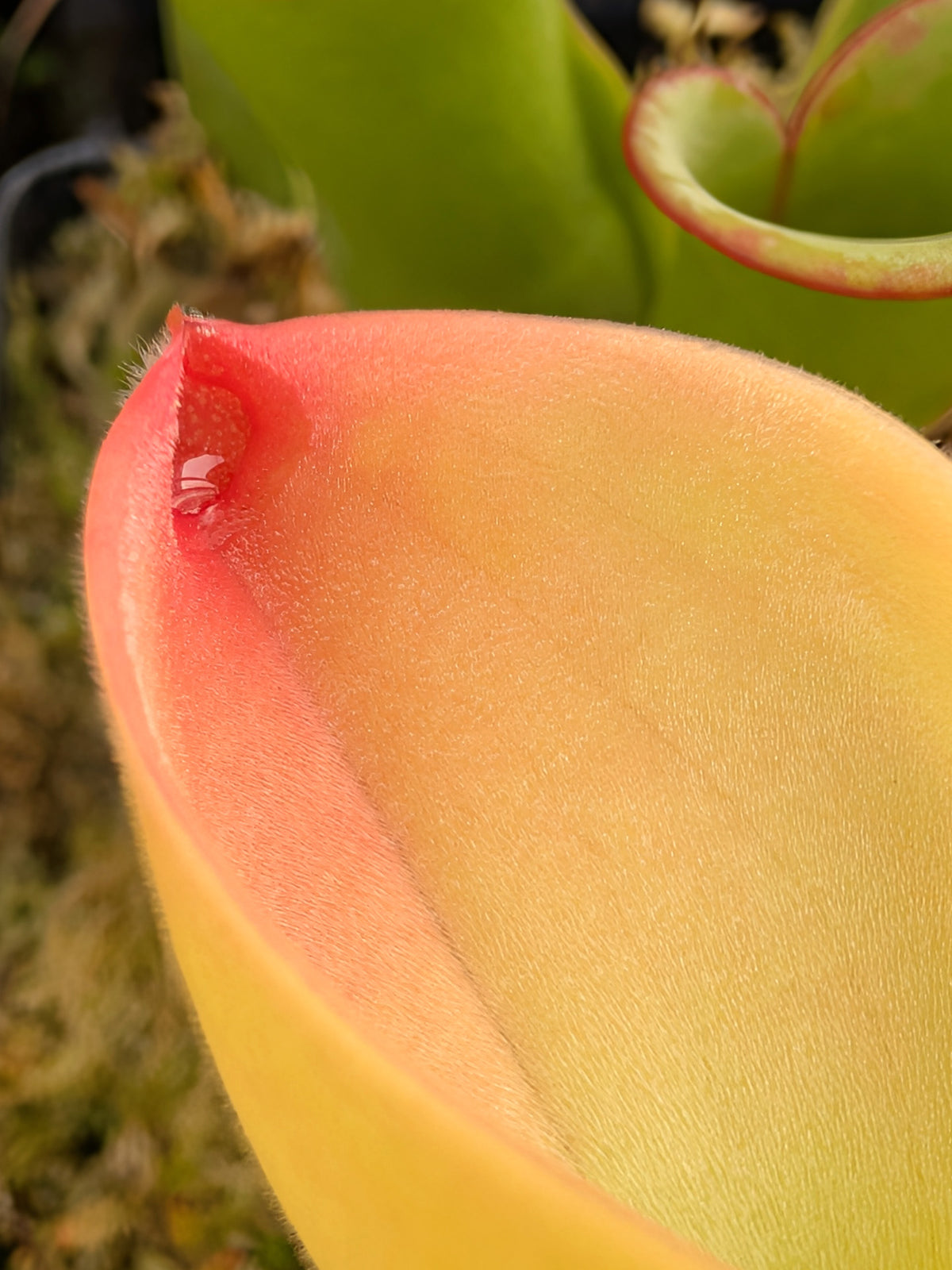 Heliamphora exappendiculata "Big Bubble" Aprada Tepui