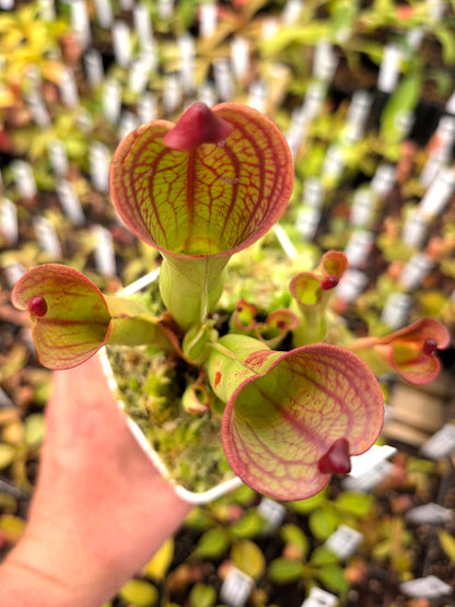 ASTA 1 : Heliamphora macdonaldae Cerro Duida 4 punti di crescita
