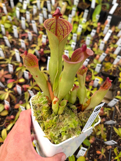 ASTA 1 : Heliamphora macdonaldae Cerro Duida 4 punti di crescita